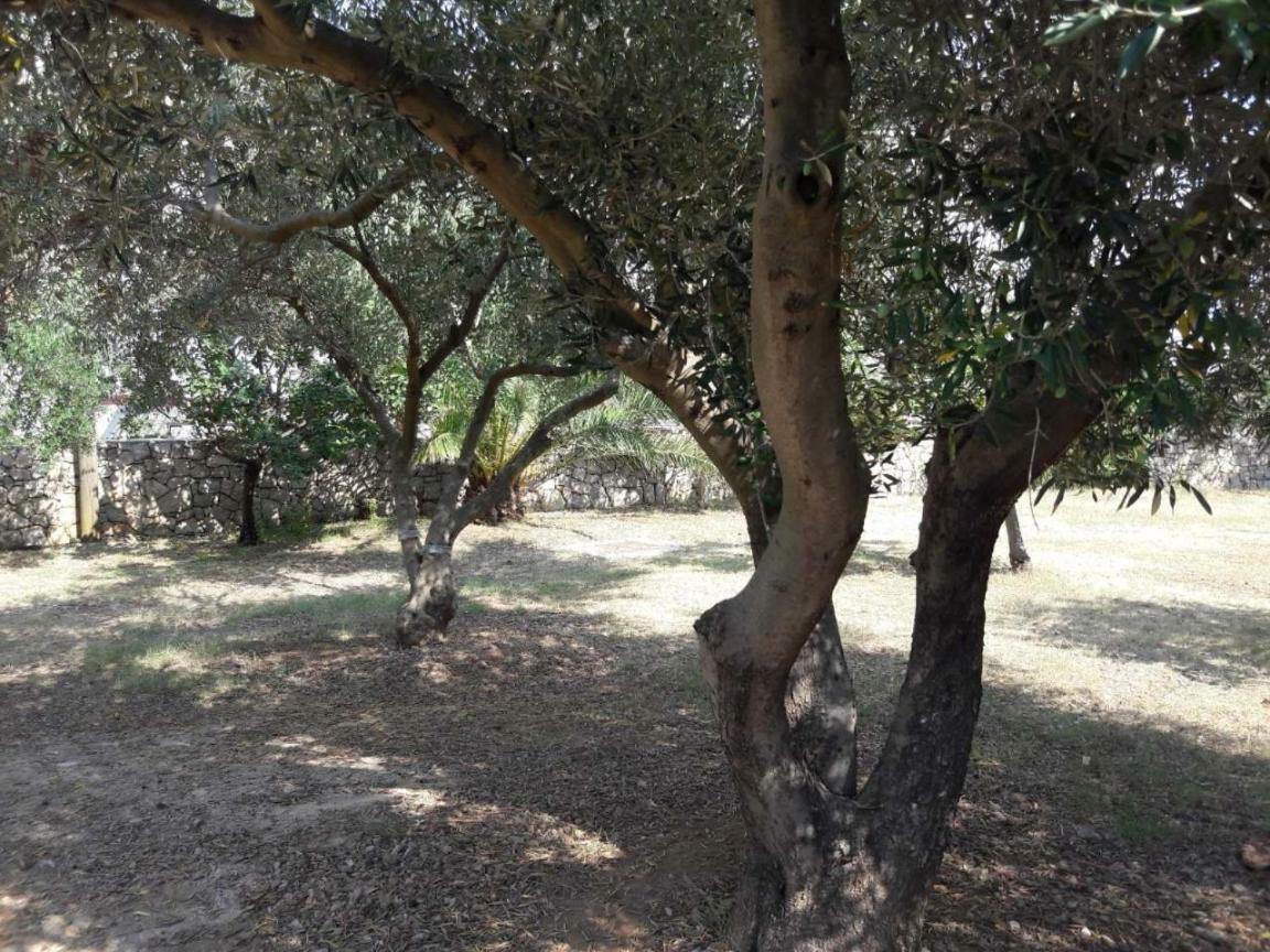 Apartments Nadia Sokolic Nerezine Εξωτερικό φωτογραφία